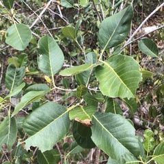 Corcho bobo (Pisonia albida)