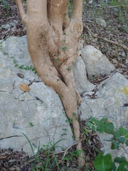 Corcho bobo (Pisonia albida)