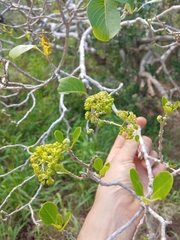 Corcho bobo (Pisonia albida)