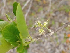 Corcho bobo (Pisonia albida)