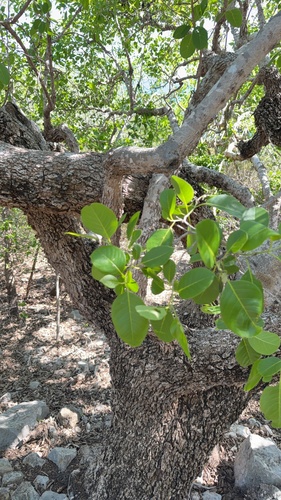 Corcho bobo (Pisonia albida)