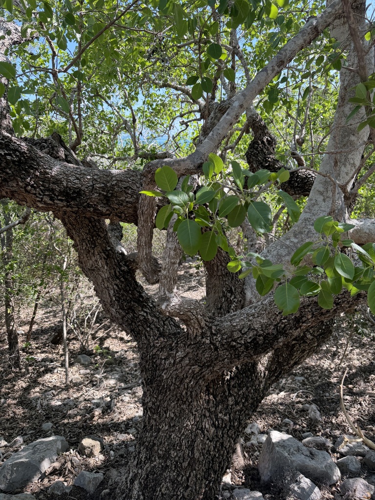 Corcho bobo (Pisonia albida)