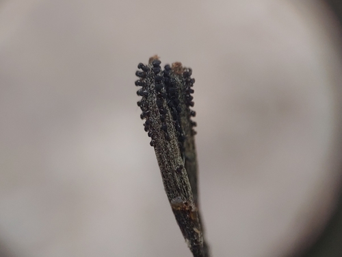 Corcho bobo (Pisonia albida)