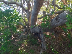 Corcho bobo (Pisonia albida)