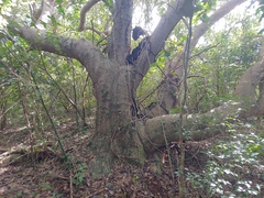 Corcho bobo (Pisonia albida)