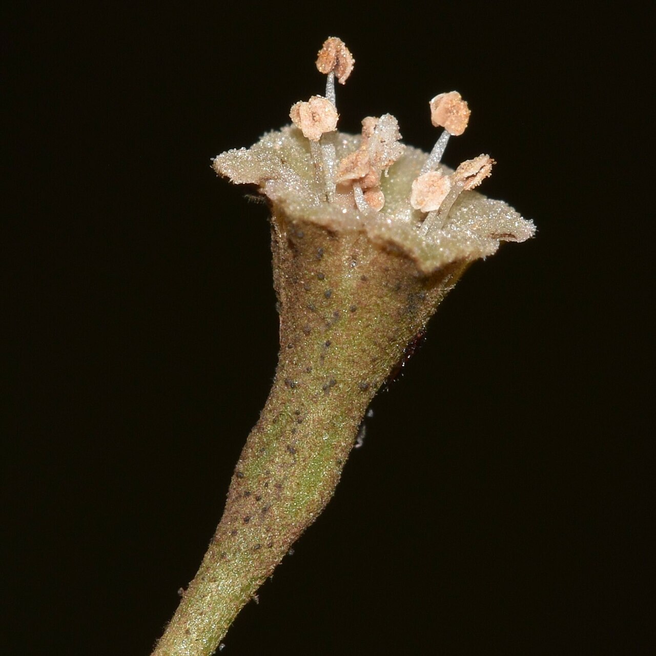 Australasian catchbirdtree: Ceodes brunoniana, Hawaii County, HI, USA, 2025-01-25 (iNaturalist).