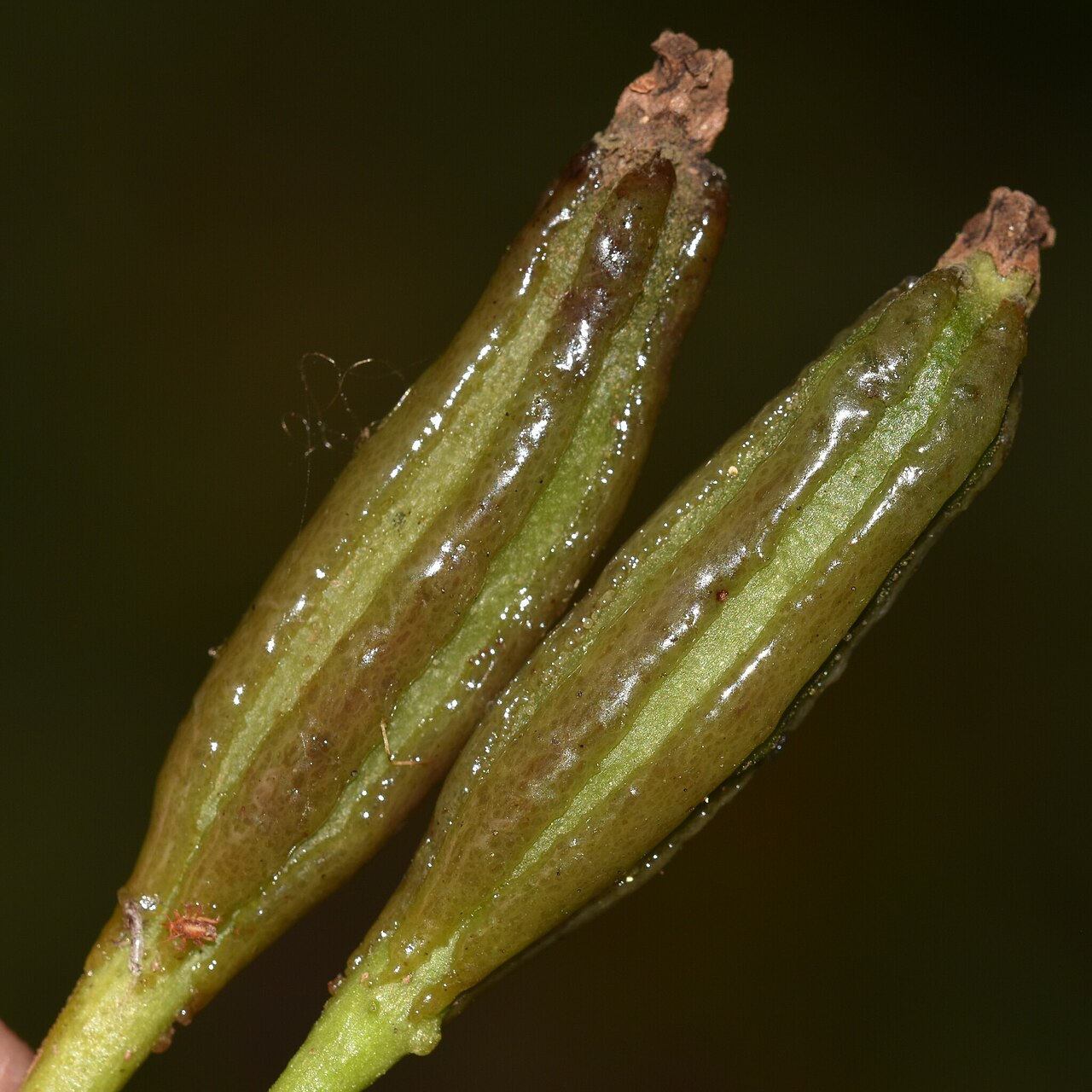 Australasian catchbirdtree: Ceodes brunoniana, Hawaii County, HI, USA, 2025-01-25 (iNaturalist).