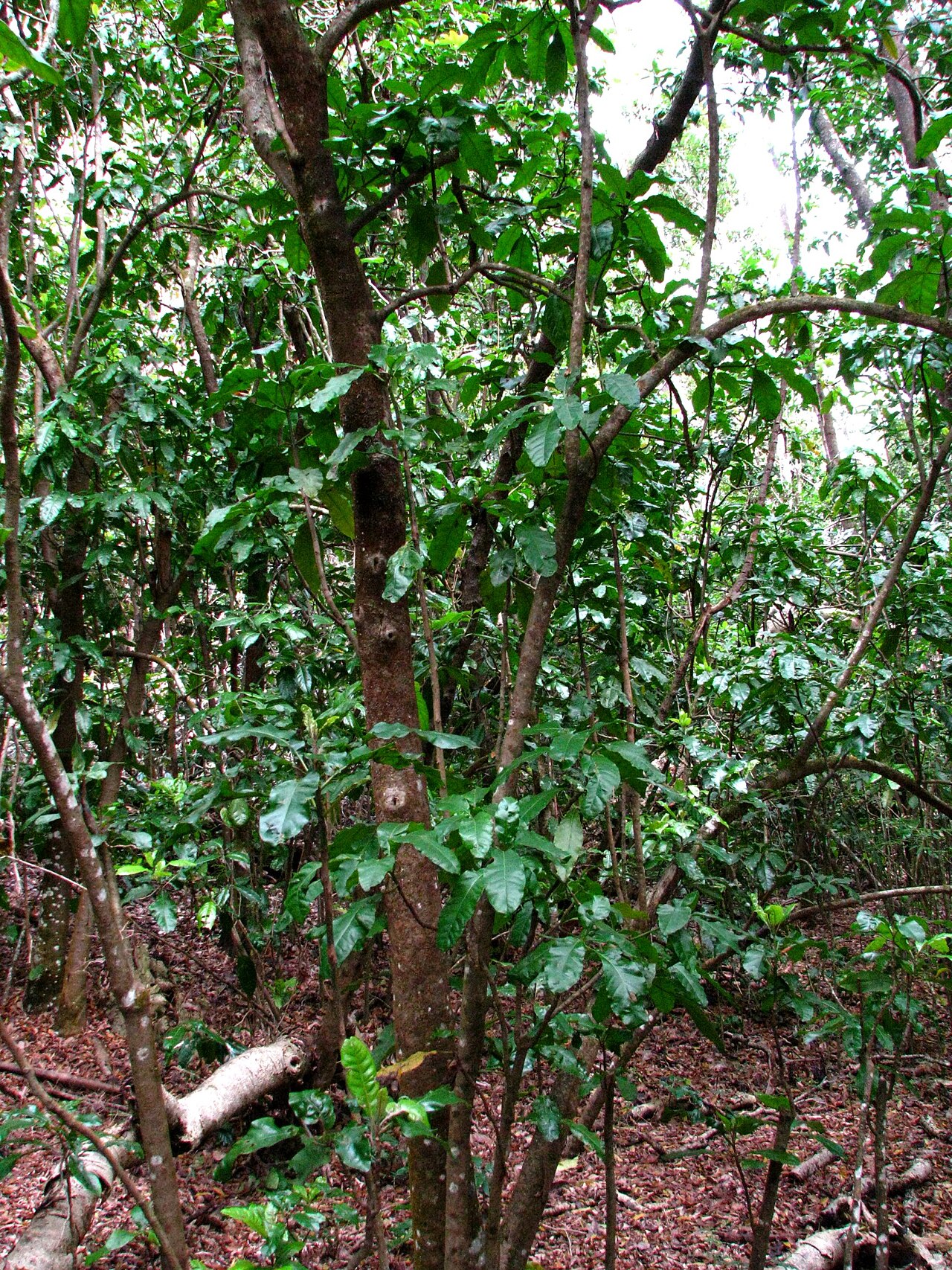 Australasian catchbirdtree: Pāpala, Pāpala kēpau Australasian catchbird tree, Australasian catchbirdtree Nyctaginaceae Endemic to the Hawaiian Islands (Hawaiʻi Island only) Kīpukapuala, Ha