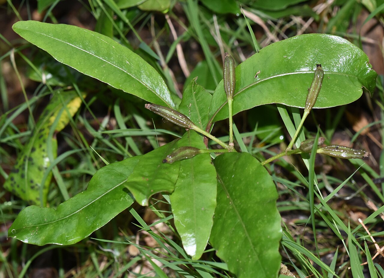 Australasian catchbirdtree: Ceodes brunoniana, Hawaii County, HI, USA, 2025-01-25 (iNaturalist).
