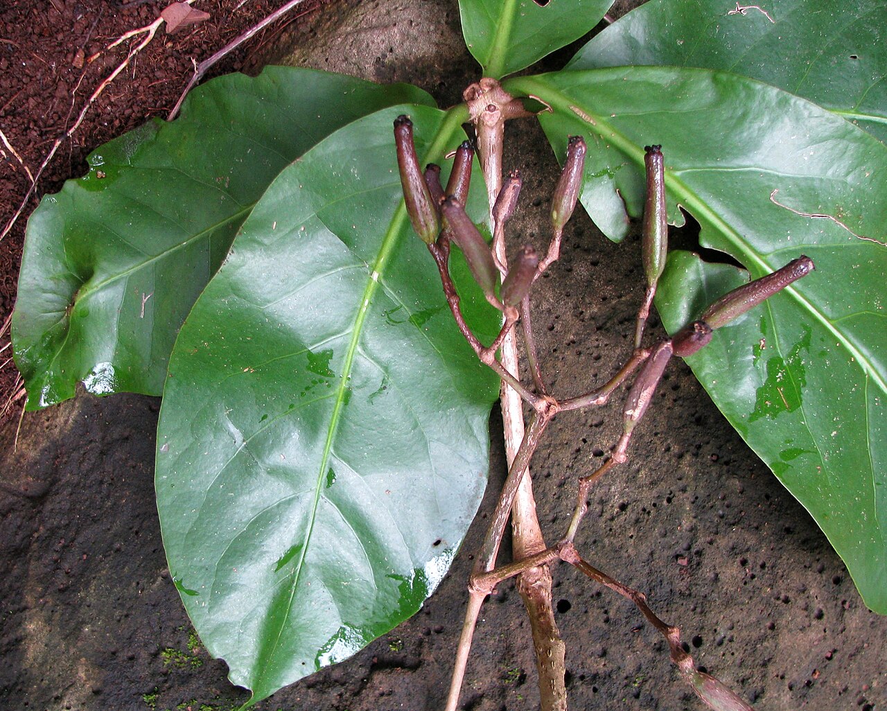 Australasian catchbirdtree: Pāpala kēpau or Australasian catchbird tree Nyctaginaceae Indigenous to the Hawaiian Islands Oʻahu