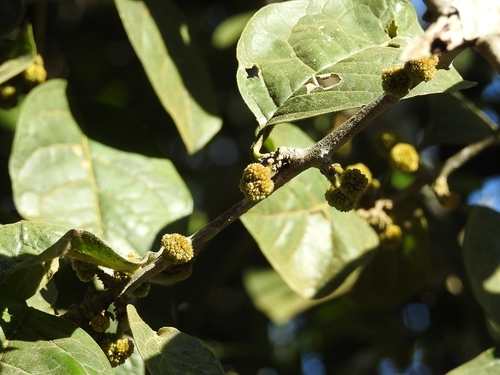 Pisonia donnellsmithii (Pisonia donnellsmithii)