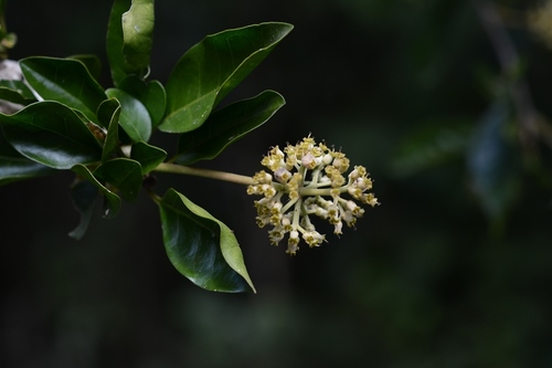 Pisonia donnellsmithii (Pisonia donnellsmithii)