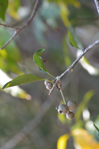 Pisonia donnellsmithii (Pisonia donnellsmithii)