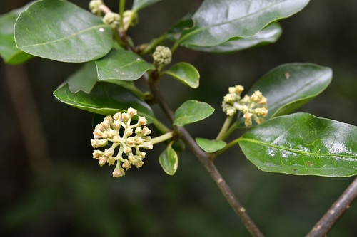 Pisonia donnellsmithii (Pisonia donnellsmithii)