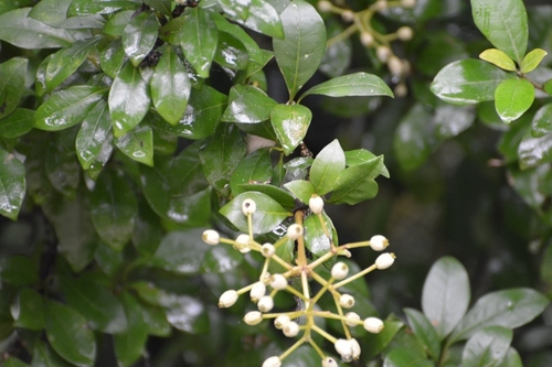 Pisonia donnellsmithii (Pisonia donnellsmithii)
