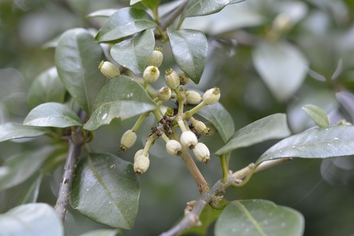 Pisonia donnellsmithii (Pisonia donnellsmithii)