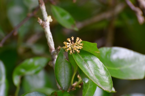 Pisonia donnellsmithii (Pisonia donnellsmithii)