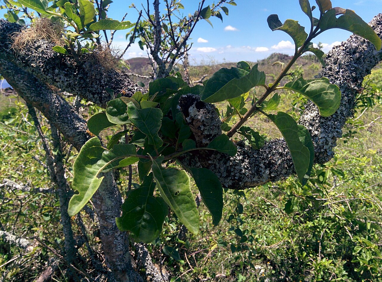 Pisonia floribunda: Pisonia floribunda