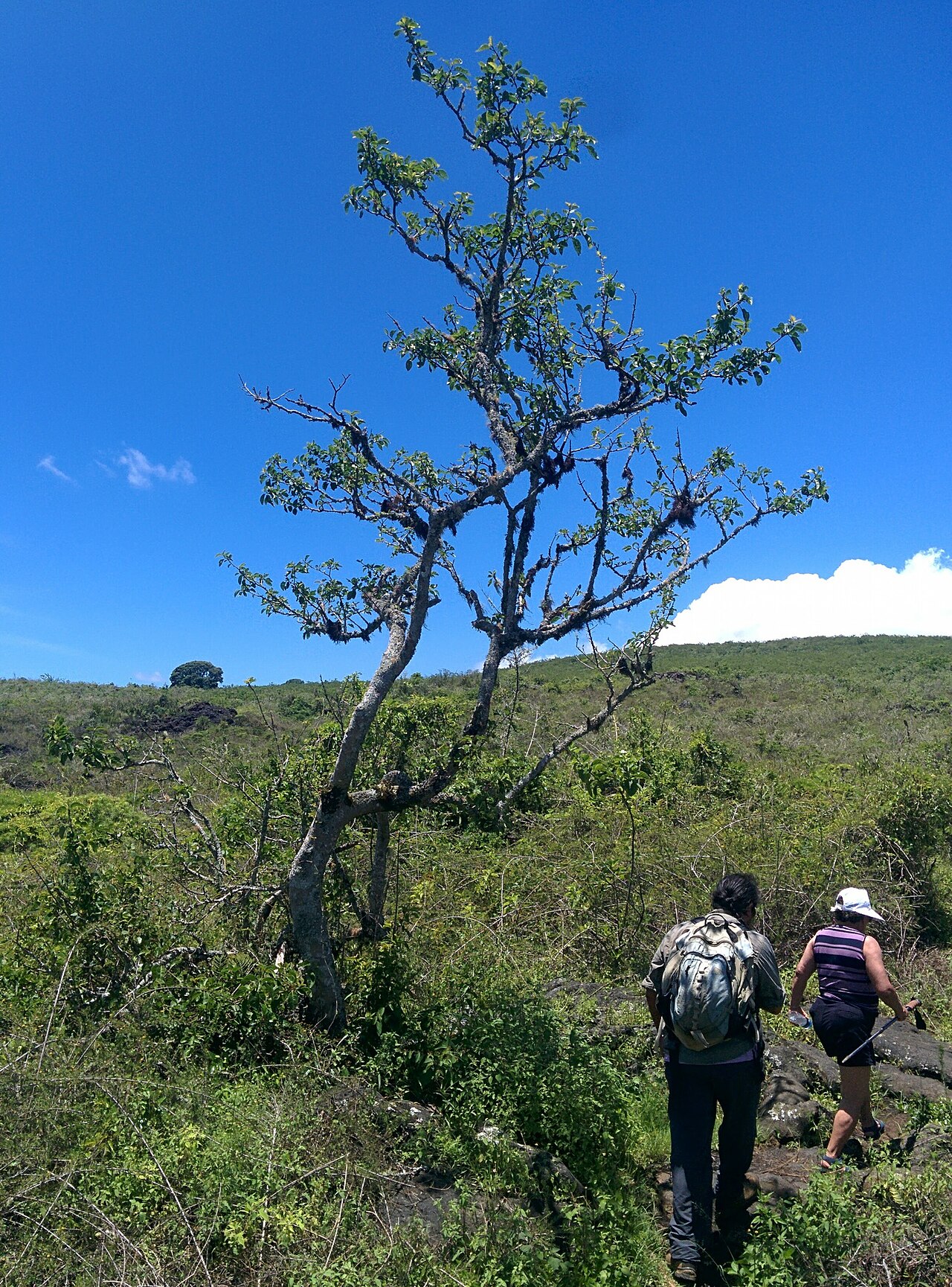 Pisonia floribunda: Pisonia floribunda