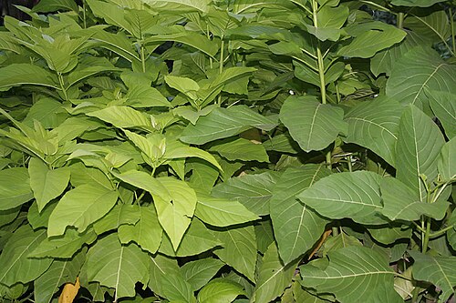 Grand devil's-claws: lettuce tree, Cabbage tree, sule sappu or lachaikottei Pisonia alba in Hyderabad , India .