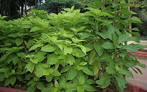 Grand devil's-claws: lettuce tree, Cabbage tree, sule sappu or lachaikottei Pisonia alba in Hyderabad , India .