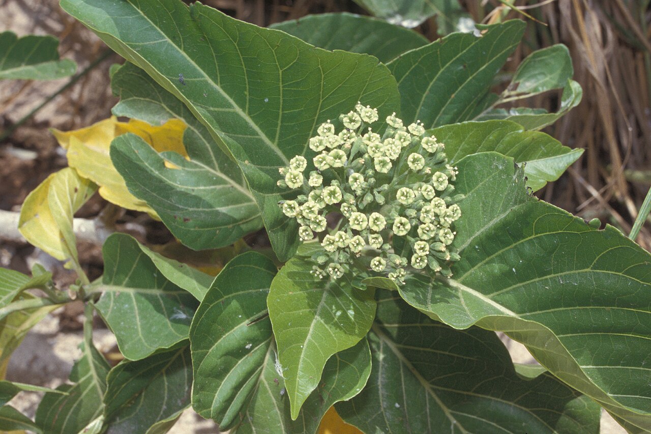 Grand devil's-claws: Pisonia grandis (flowers). Location: Lisianski, inland