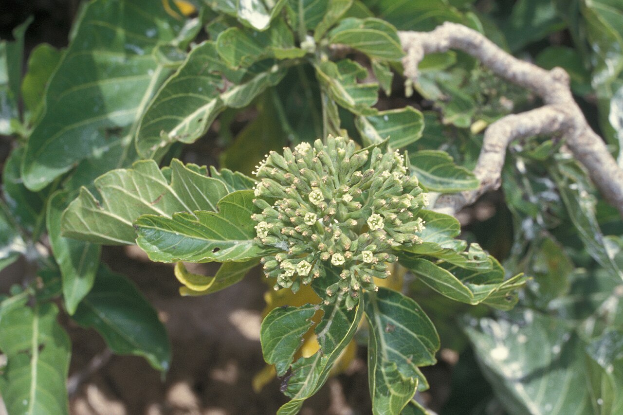 Grand devil's-claws: Pisonia grandis (flowers). Location: Lisianski, inland