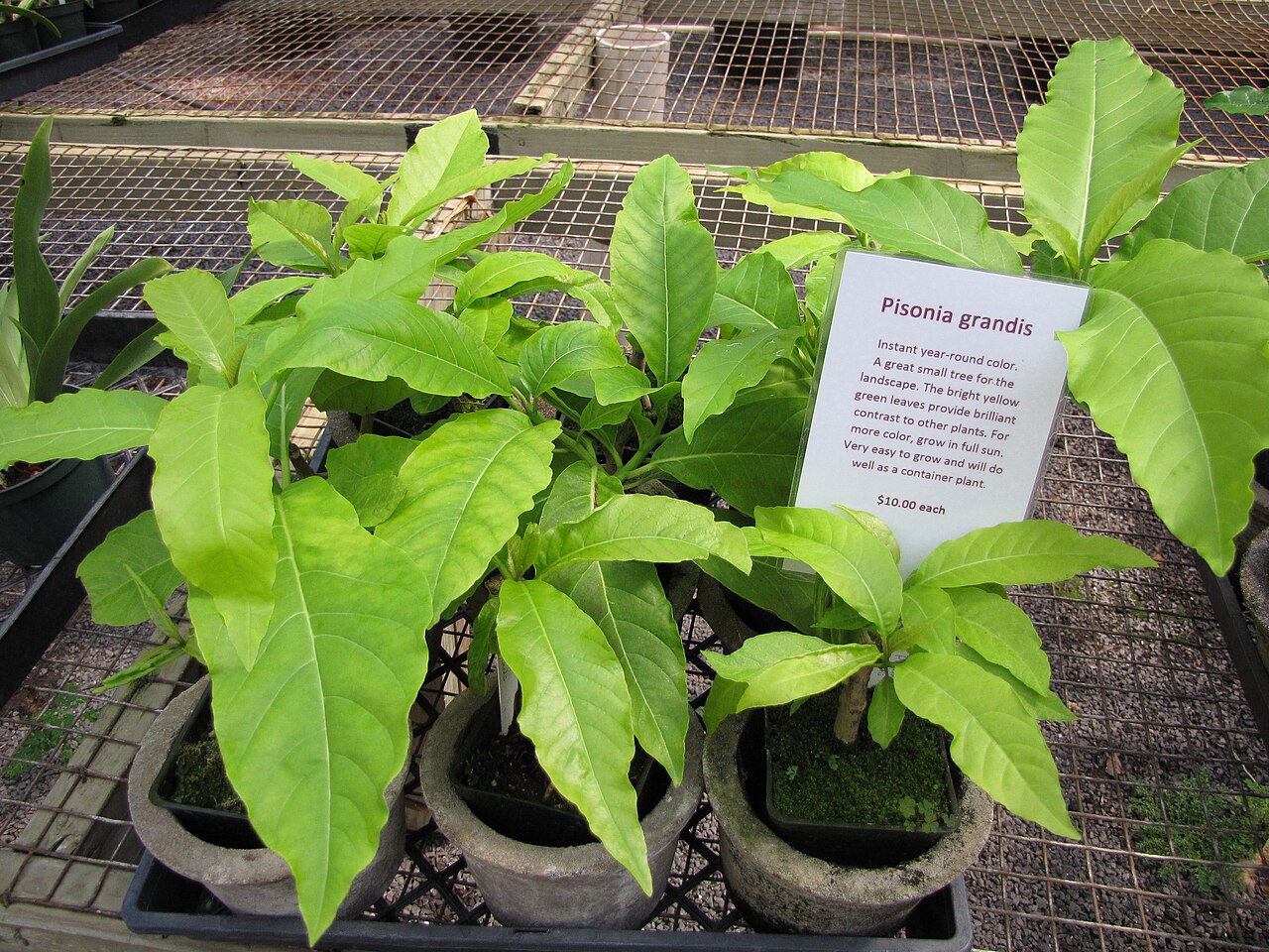 Grand devil's-claws: Pisonia grandis (Pisonia) Seedlings for sale at Iao Tropical Gardens of Maui, Maui, Hawaii. May 22, 2012 #120522-5904 Image Use Policy