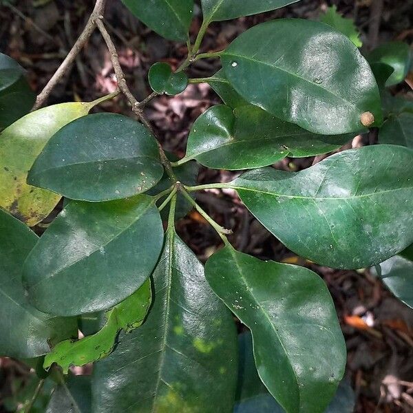Pisonia helleri (Pisonia helleri)