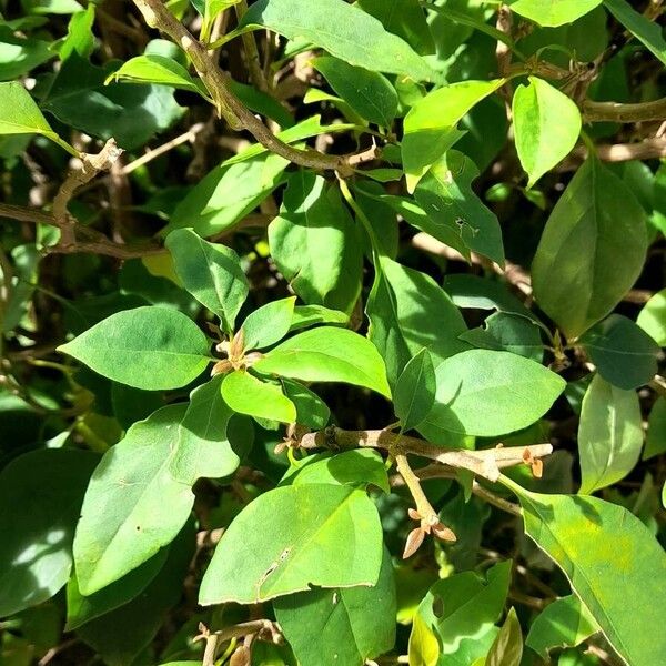 Pisonia helleri (Pisonia helleri)