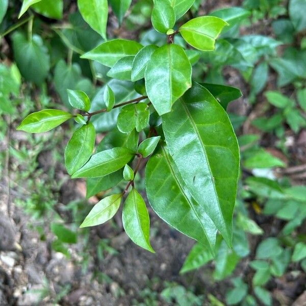 Pisonia helleri (Pisonia helleri)