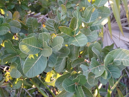 Smooth devil's-claws (Pisonia rotundata)
