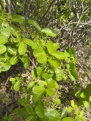 Smooth devil's-claws (Pisonia rotundata)