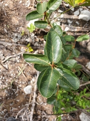 Smooth devil's-claws (Pisonia rotundata)