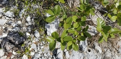 Smooth devil's-claws (Pisonia rotundata)