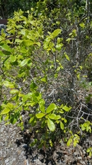 Smooth devil's-claws (Pisonia rotundata)