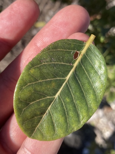 Smooth devil's-claws (Pisonia rotundata)