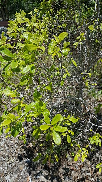 Smooth devil's-claws: Smooth Devil's Claws (Pisonia rotundata). Species of plant.