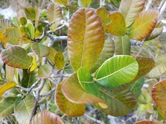 Smooth devil's-claws (Pisonia rotundata)