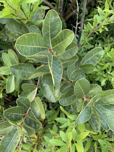 Smooth devil's-claws (Pisonia rotundata)