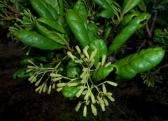 Smooth devil's-claws (Pisonia rotundata)