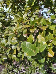Smooth devil's-claws (Pisonia rotundata)