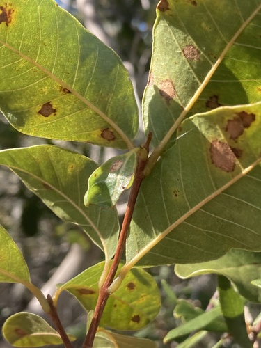 Smooth devil's-claws (Pisonia rotundata)