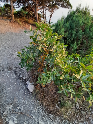 Mt. Atlas mastic tree (Pistacia atlantica)