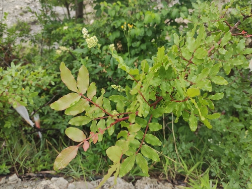 Mt. Atlas mastic tree (Pistacia atlantica)
