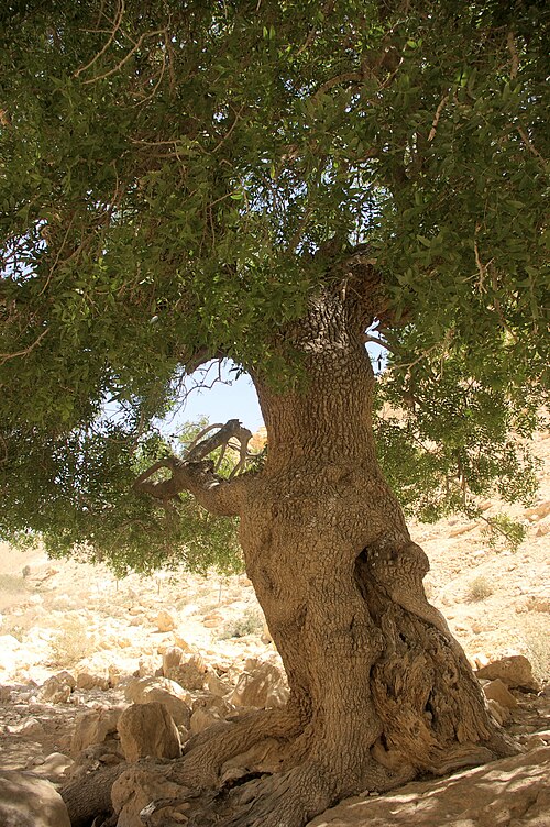Mt. Atlas mastic tree: Pistacia atlantica in Israel, Ein Ovdat reservation אלה אטלנטית - נחל צין, שמורת עין עבדת