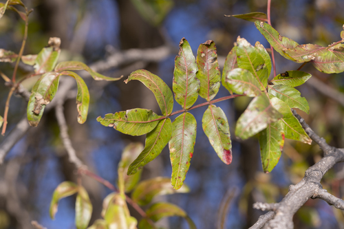 Mt. Atlas mastic tree (Pistacia atlantica)