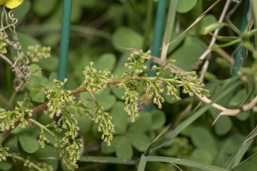 Mt. Atlas mastic tree (Pistacia atlantica)