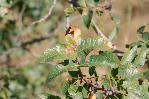 Mt. Atlas mastic tree (Pistacia atlantica)