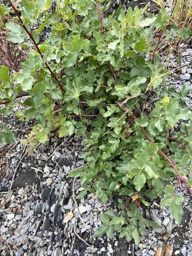 Mt. Atlas mastic tree (Pistacia atlantica)